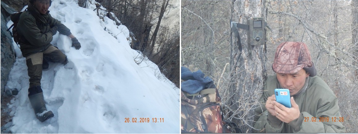 На территории Шавлинского заказника  обнаружены следы присутствия снежного барса
